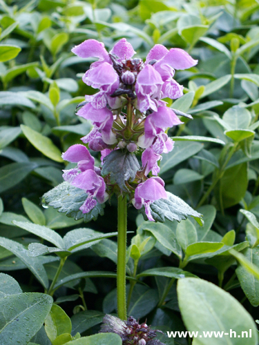 Stachys grandiflora 'Rosea'