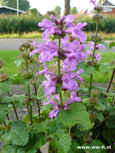 Stachys grandiflora