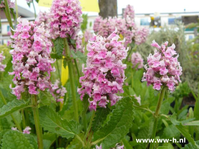 Stachys monieri - Klik op de afbeelding om het venster te sluiten