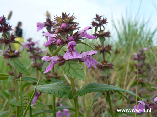 Stachys palustris - Klik op de afbeelding om het venster te sluiten