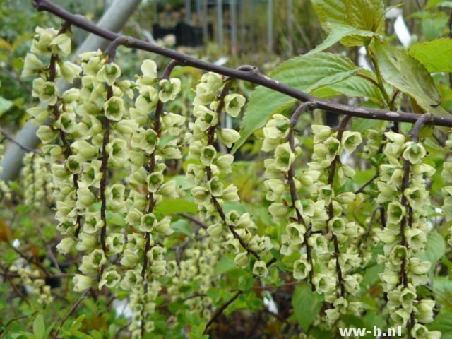 Stachyurus chinensis 'Celina'