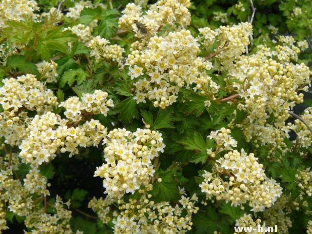 Stephanandra incisa 'Crispa'