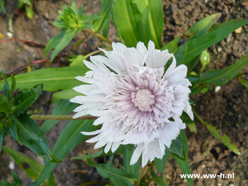 Stokesia laevis