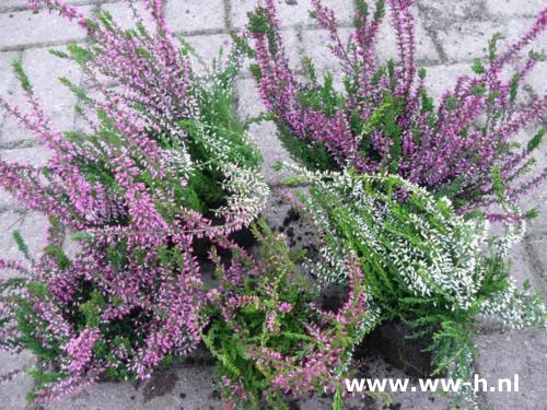 Calluna vulgaris Struikheide kluit 0,85