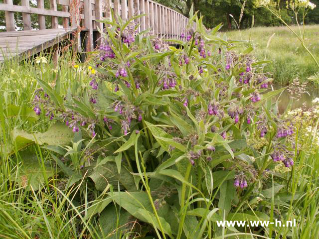 Symphytum officinale - Klik op de afbeelding om het venster te sluiten