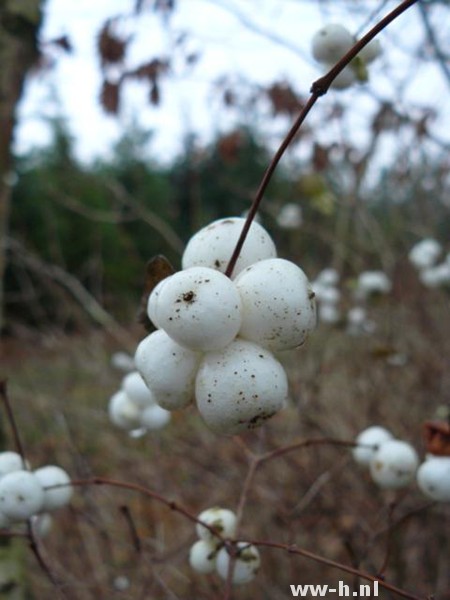 Symphoricarpos albus var. laevigatus