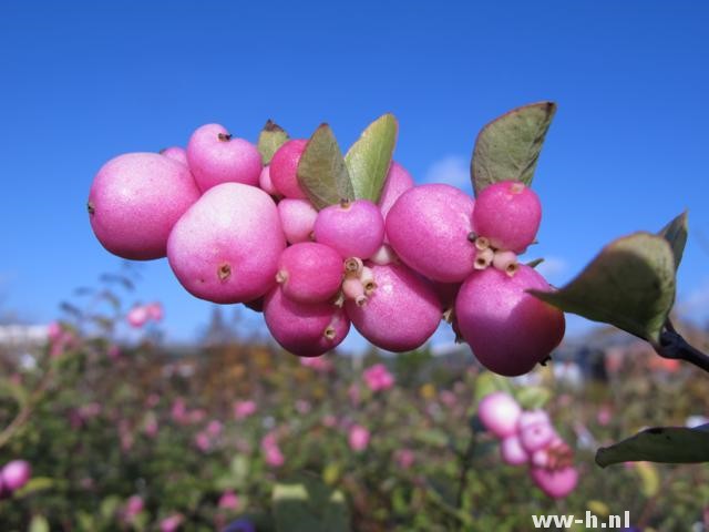 Symphoricarpos x doorenbosii 'Mother of Pearl'