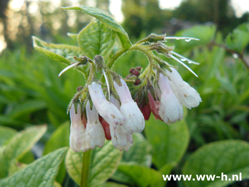 Symphytum grandiflorum - Klik op de afbeelding om het venster te sluiten