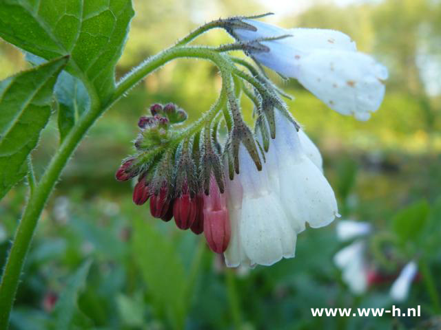 Symphytum grandiflorum - Klik op de afbeelding om het venster te sluiten