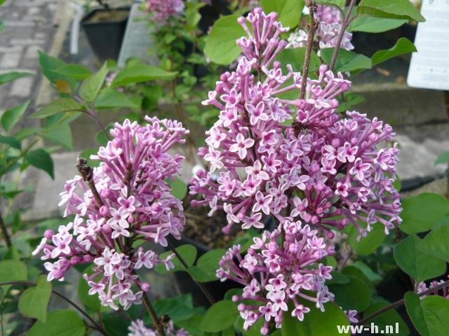 Syringa 'Jos