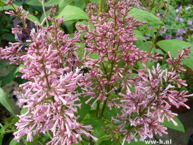 Syringa villosa 'James Macfarlane'