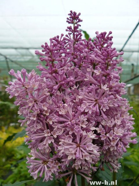 Syringa 'Minuet'