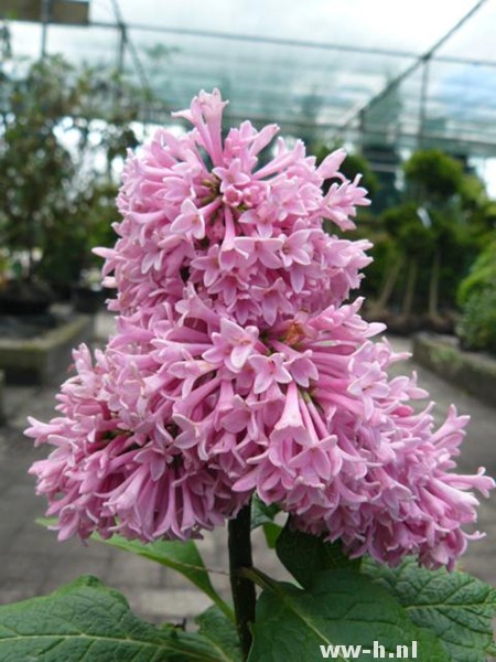 Syringa 'Miss Canada'