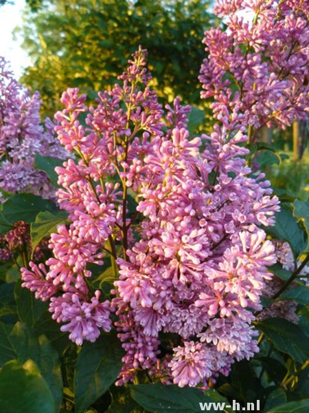 Syringa 'Redwine'