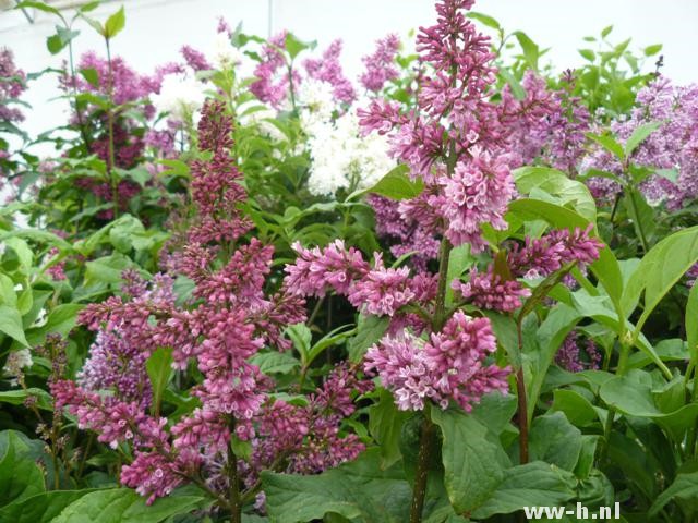 Syringa josiflexa 'Agnes Smith'