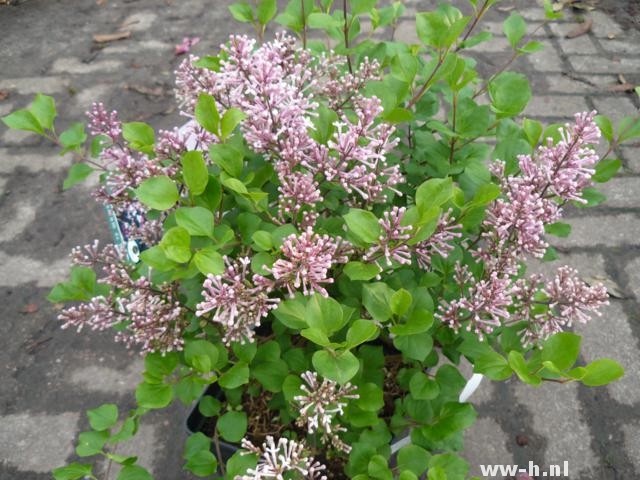 Syringa meyeri 'Palibin'