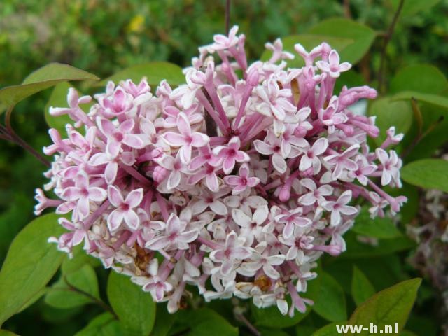 Syringa microphylla 'Superba'