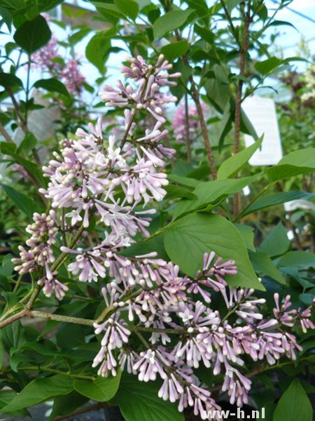 Syringa patula 'Miss Kim'