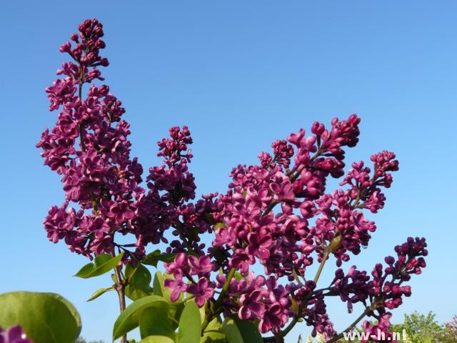 Syringa vulgaris 'Andenken an Ludwig Sp Syringa vulgaris 'Andenken an Ludwig Sp
