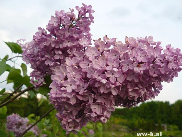 Syringa vulgaris 'Decaisne'