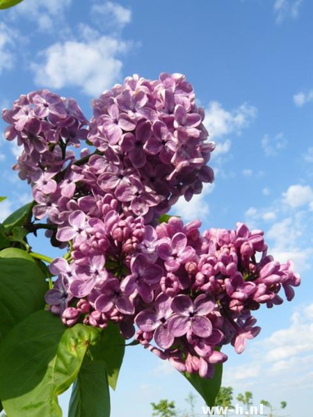 Syringa vulgaris 'G.J. Baardse'