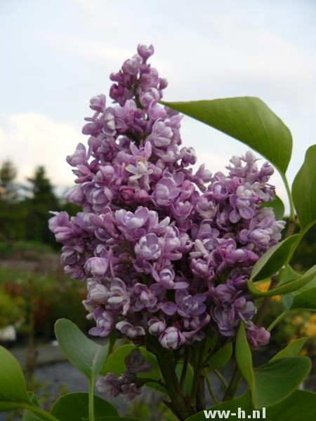 Syringa vulgaris 'Katherine Havemeyer' Syringa vulgaris 'Katherine Havemeyer'