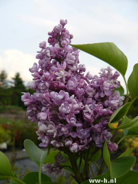 Syringa vulgaris 'Katherine Havemeyer'