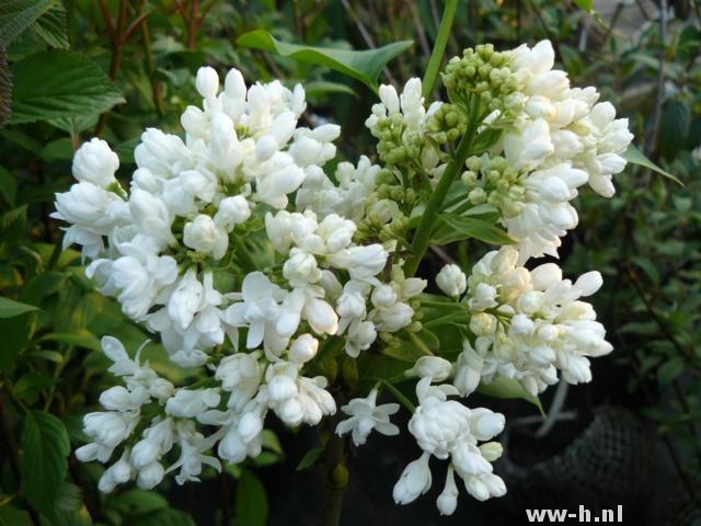 Syringa vulgaris Syringa vulgaris