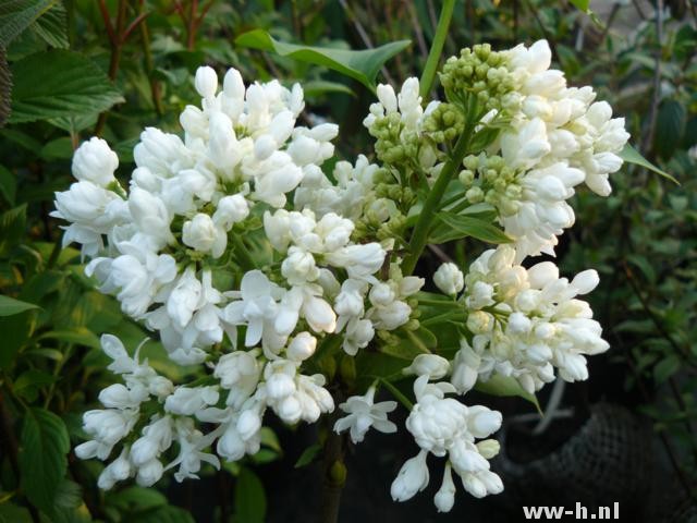 Syringa vulgaris