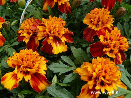 Tagetes patula nana oranjebruin afrikaantje - Klik op de afbeelding om het venster te sluiten