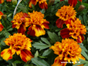 Tagetes patula nana oranjebruin afrikaantje - Klik op de afbeelding om het venster te sluiten