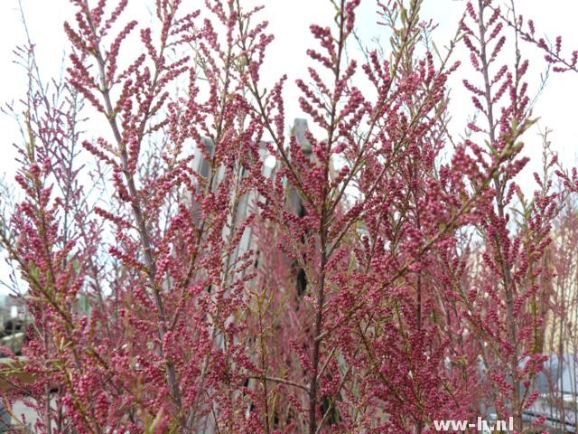 Tamarix tetrandra Tamarix tetrandra