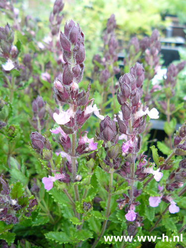 Teucrium chamaedrys - Klik op de afbeelding om het venster te sluiten