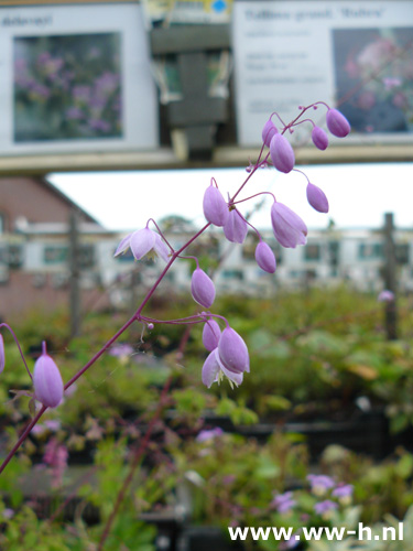 Thalictrum aquilegifolium