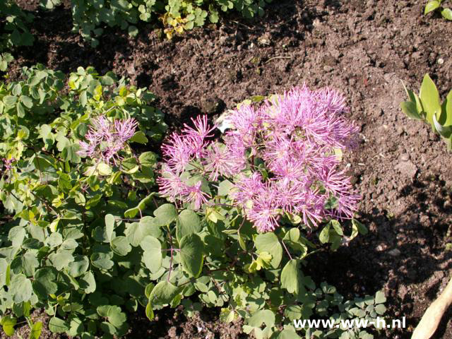 Thalictrum delavayi - Klik op de afbeelding om het venster te sluiten