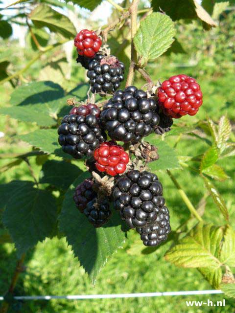 Rubus fruticosus 'Thornfree'