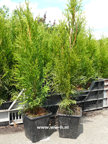 Thuja oc 'Smaragd'