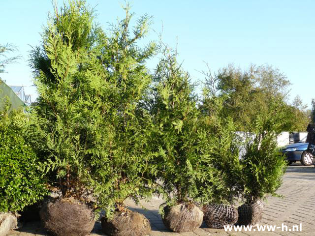 Thuja oc 'Brabant' conifeer