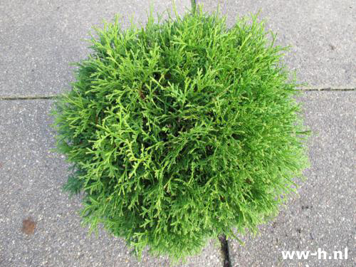 Thuja occidentalis 'Danica' Pot 7.5L 9.99