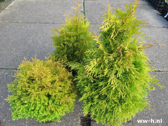 Thuja occidentalis 'Rheingold'