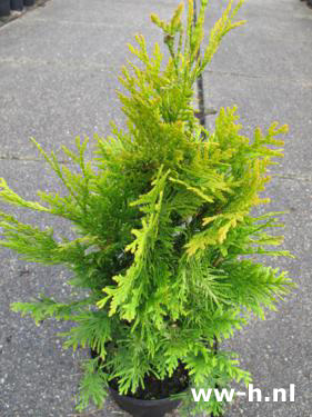 Thuja occidentalis 'Sunkist' v.a. 3,99