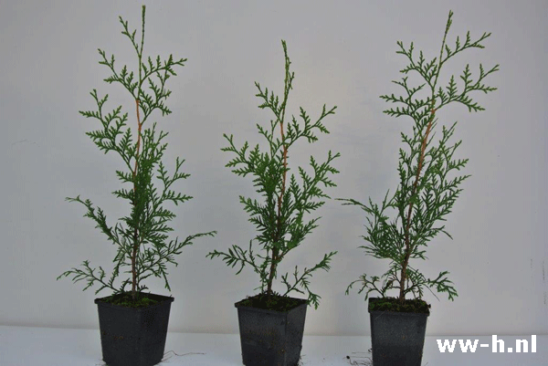 Thuja oc 'Brabant' conifeer pot 9 cm 1,00