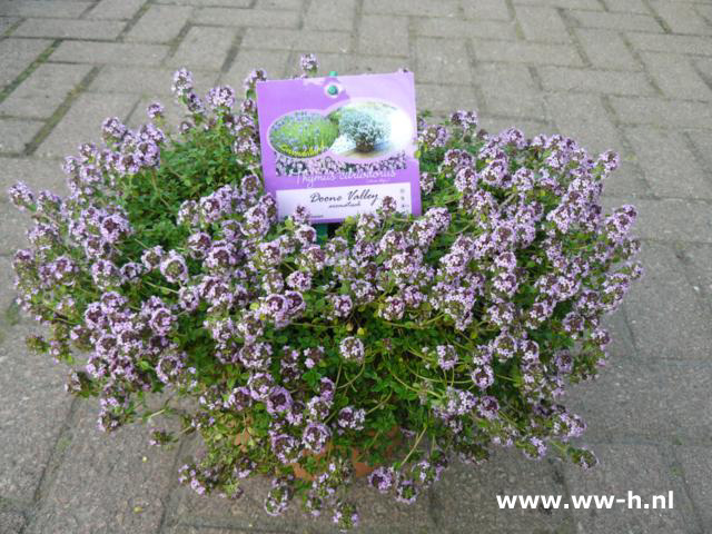 Thymus 'Doone Valley'