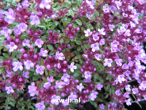 Thymus praecox