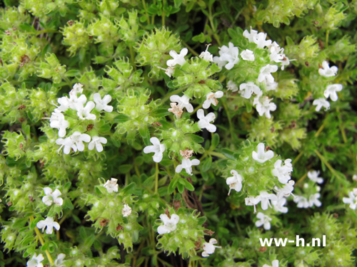 Thymus praecox 'Albiflorus' - Klik op de afbeelding om het venster te sluiten