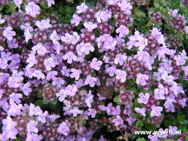 Thymus praecox