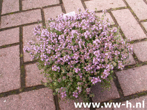 Thymus praecox