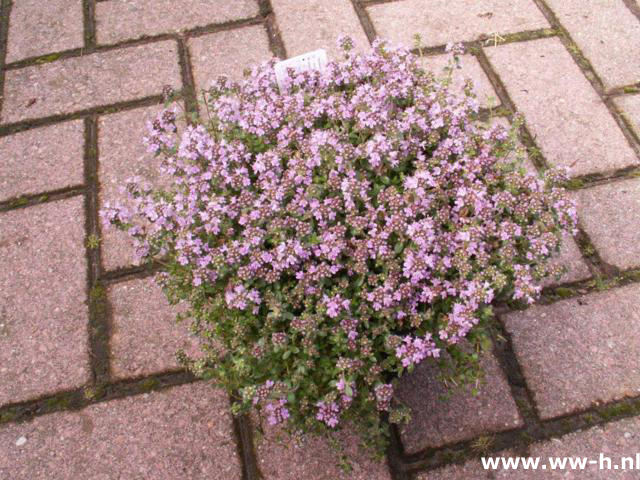 Thymus praecox - Klik op de afbeelding om het venster te sluiten