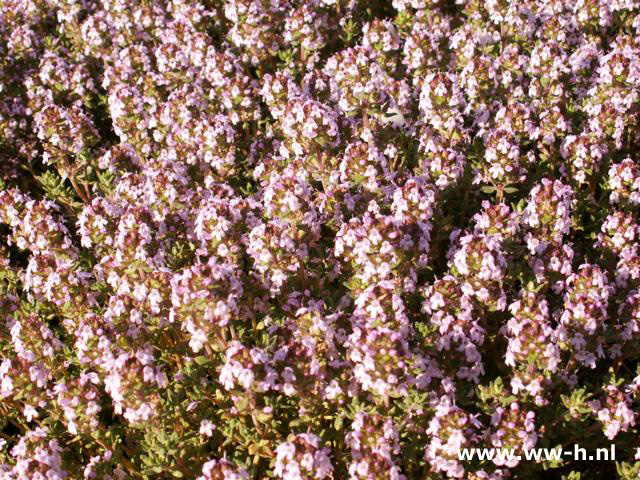 Thymus vulgaris - Klik op de afbeelding om het venster te sluiten