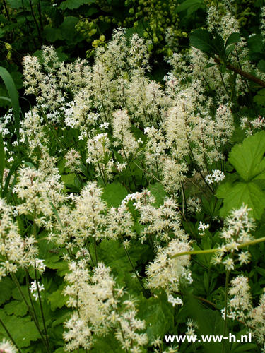 Tiarella cordifolia